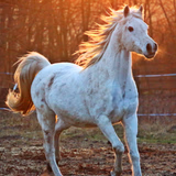 Bild von Steffan