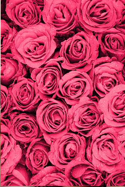 Rosen
