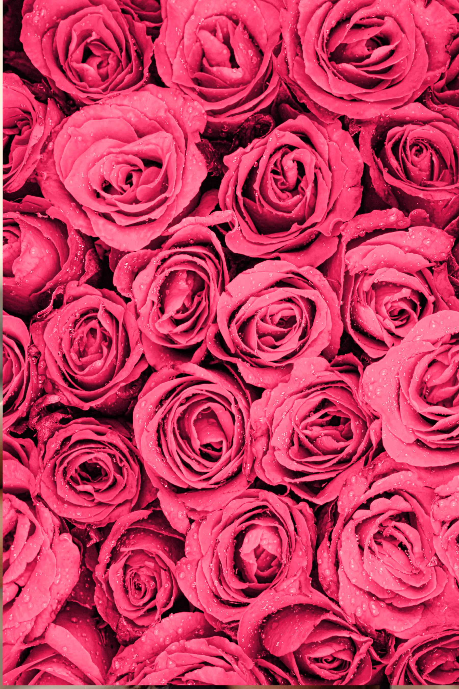 Rosen