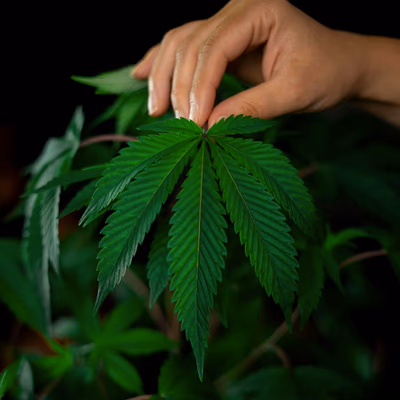 Eine Frauenhand hält eine Cannabispflanze.
