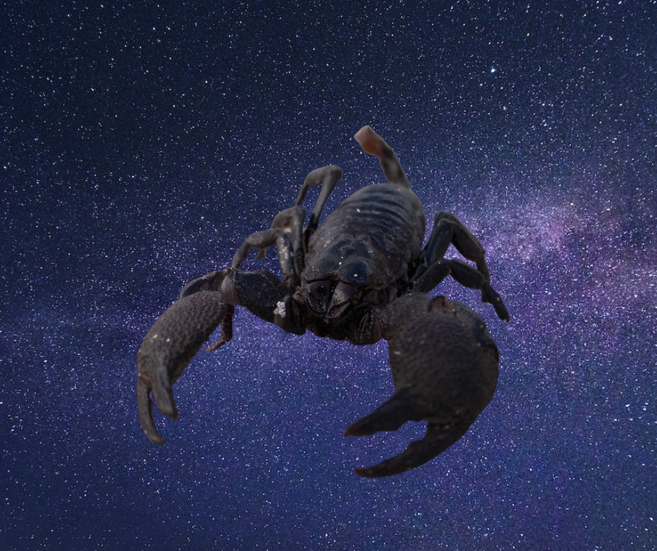 jahreshoroskop skorpion 2023
